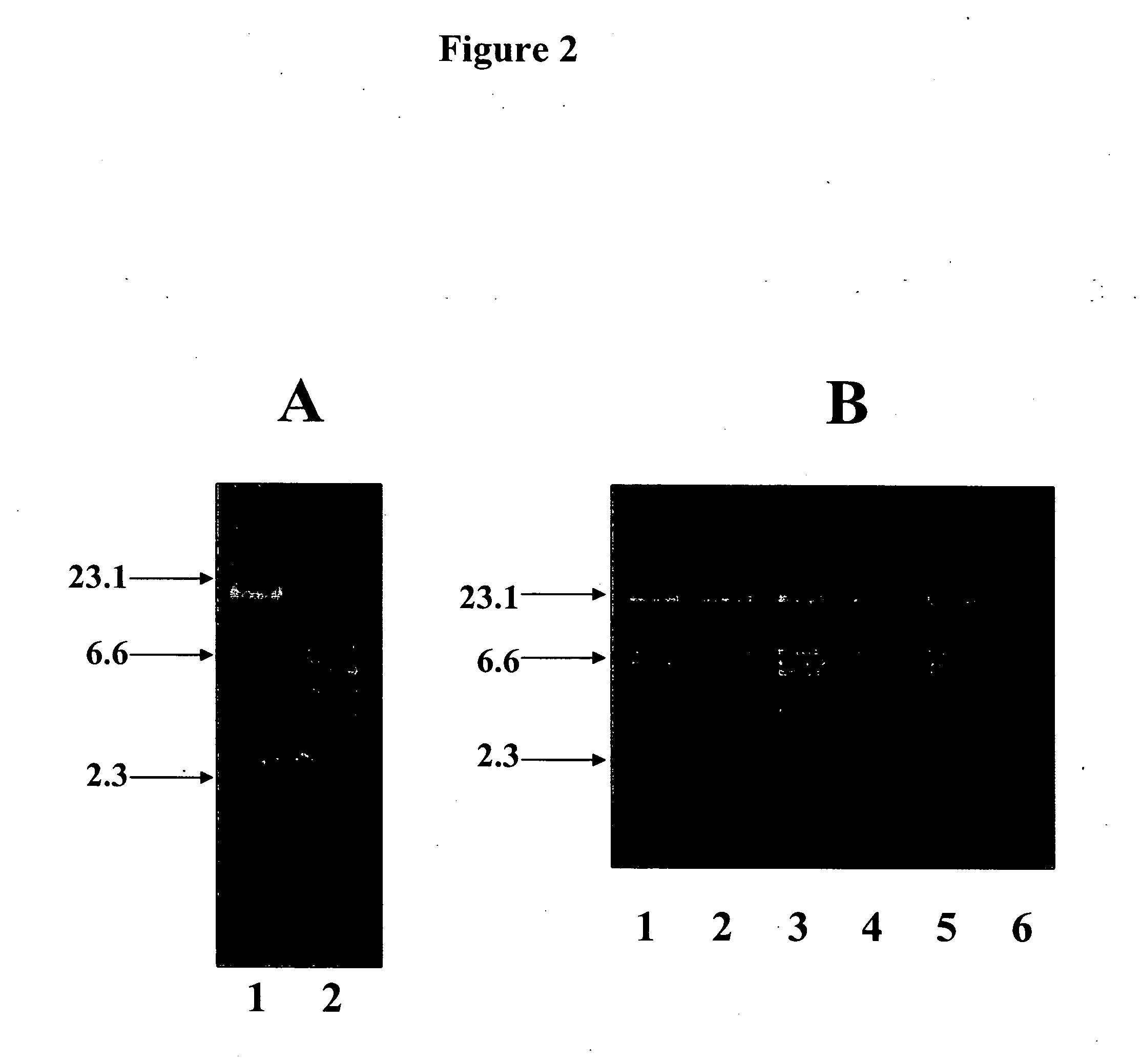 Compositions and methods for eliciting an immune response to gram-negative bacterial infections