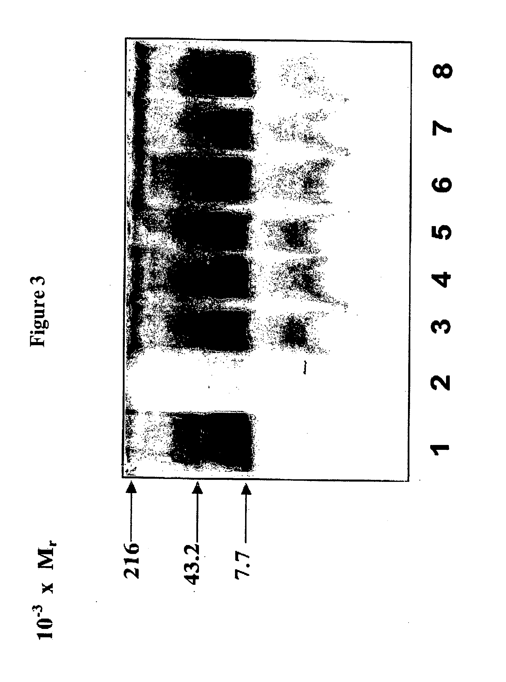 Compositions and methods for eliciting an immune response to gram-negative bacterial infections