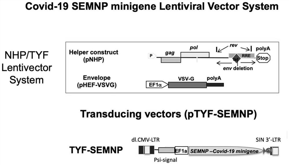 Universal novel coronavirus vaccine and preparation method thereof