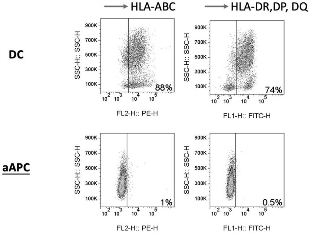 Universal novel coronavirus vaccine and preparation method thereof