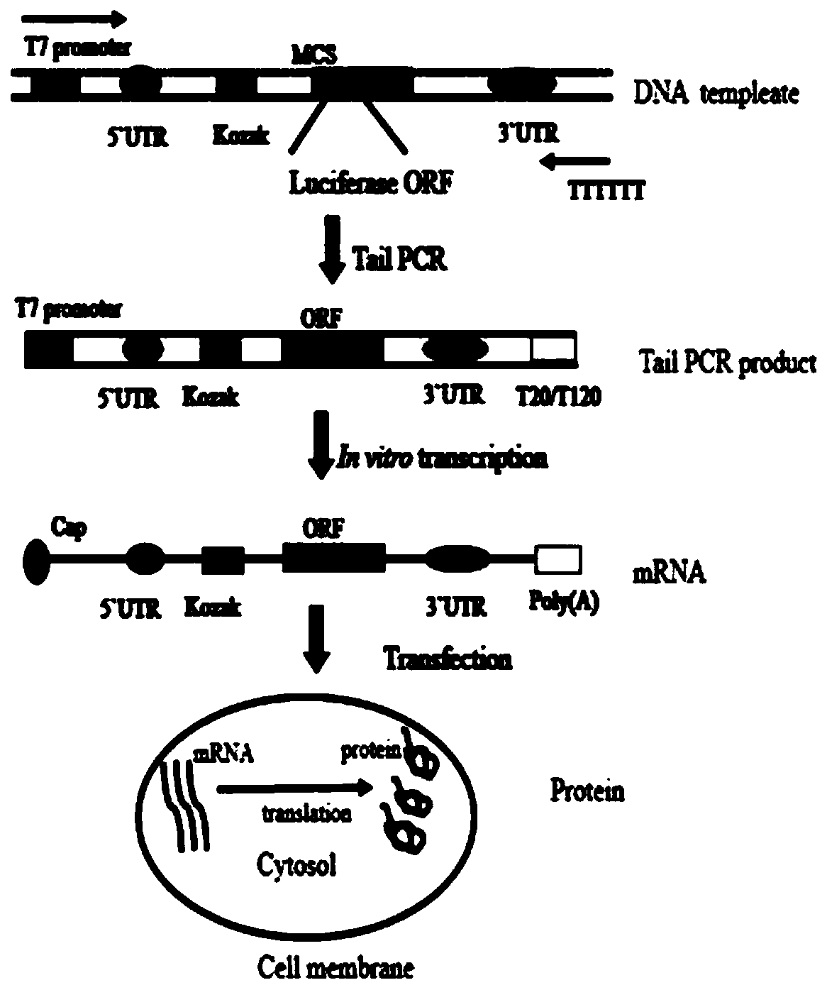 Method for improving stability of in-vitro synthetic mRNA