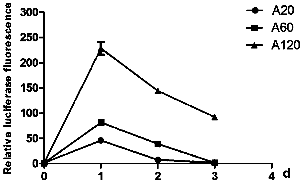 Method for improving stability of in-vitro synthetic mRNA