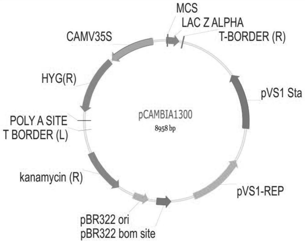 A method for genetically transforming Brachypodium distachyon by inflorescence dipping