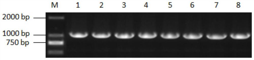 A method for genetically transforming Brachypodium distachyon by inflorescence dipping