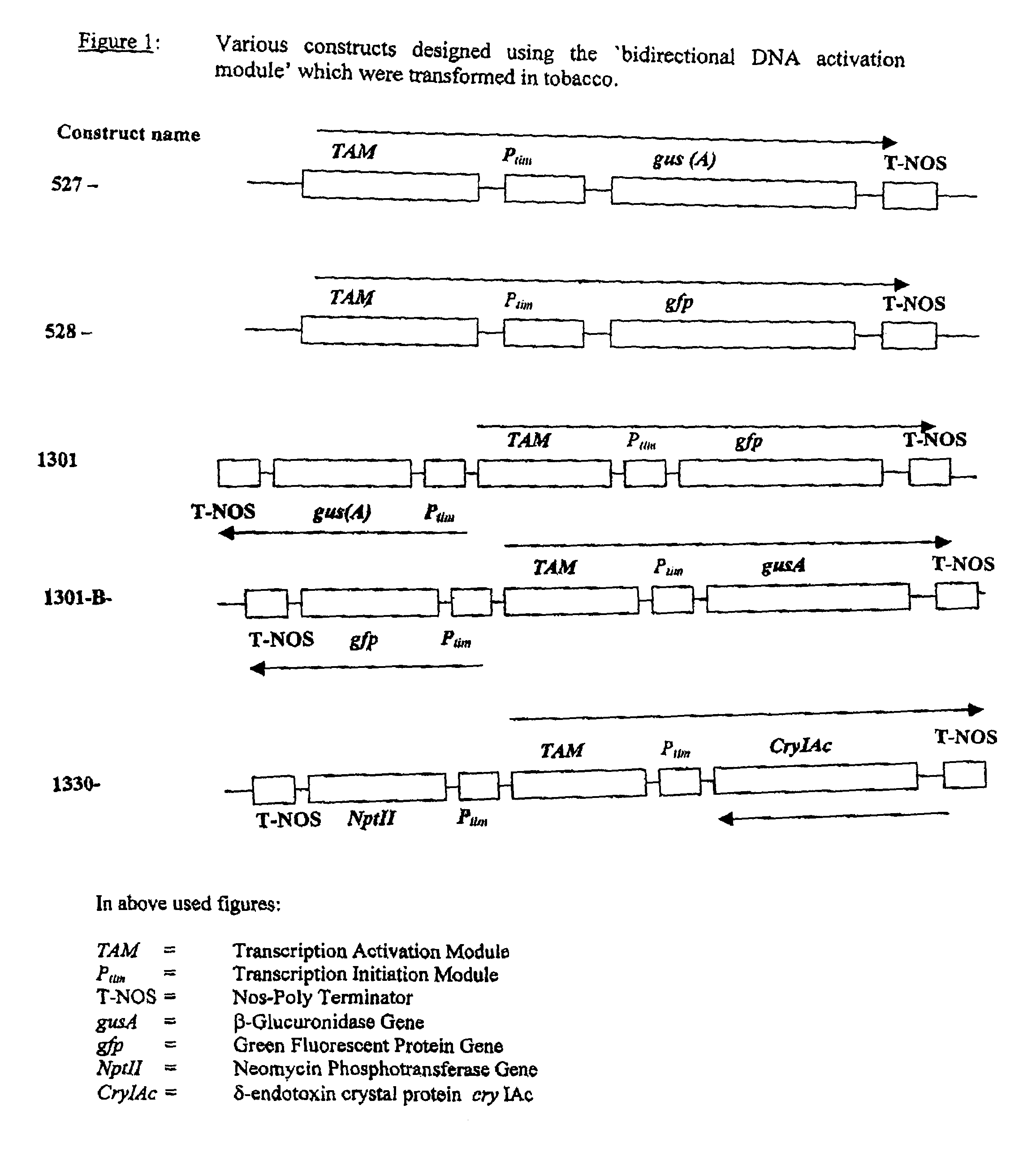 Artificial bidirectional promoter for activation of gene expression