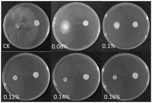 Application of litsea cubeba extract as silage corn anti-mildew additive