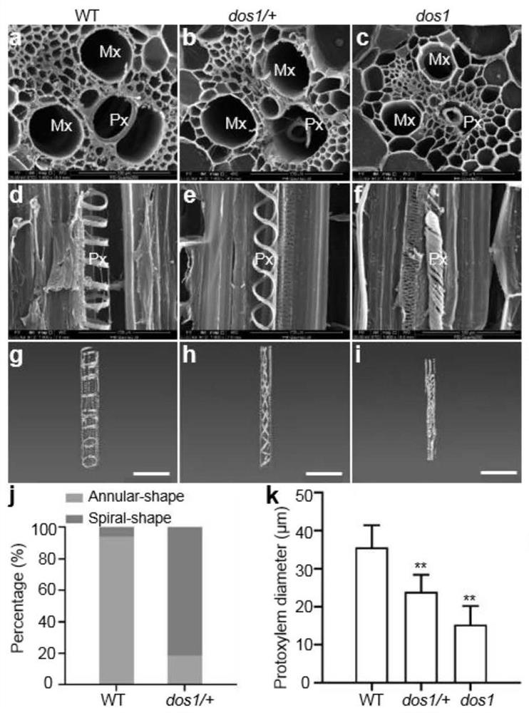 Application of corn Zm00001d013367 gene to regulation and control of development and water transport of native xylem of