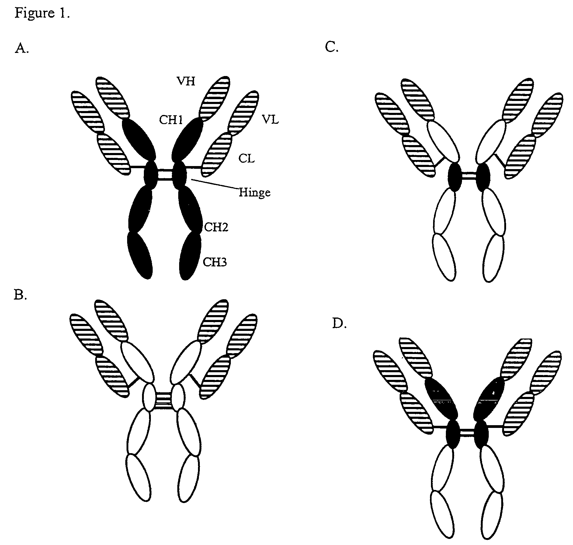 Proteins comprising an IgG2 domain