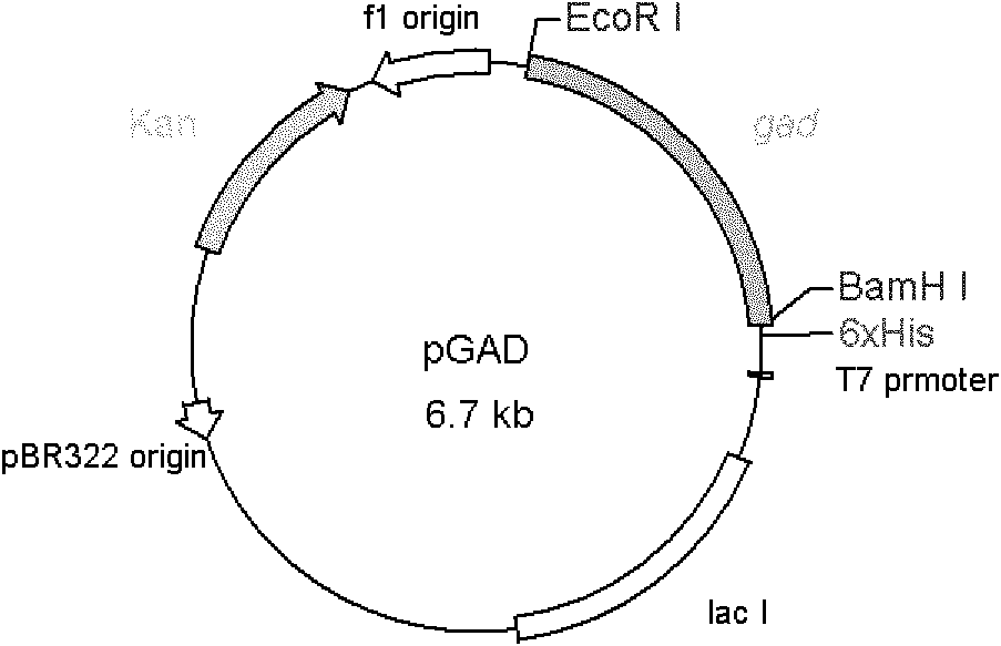 Variant gene of glutamate decarboxylase and purpose thereof