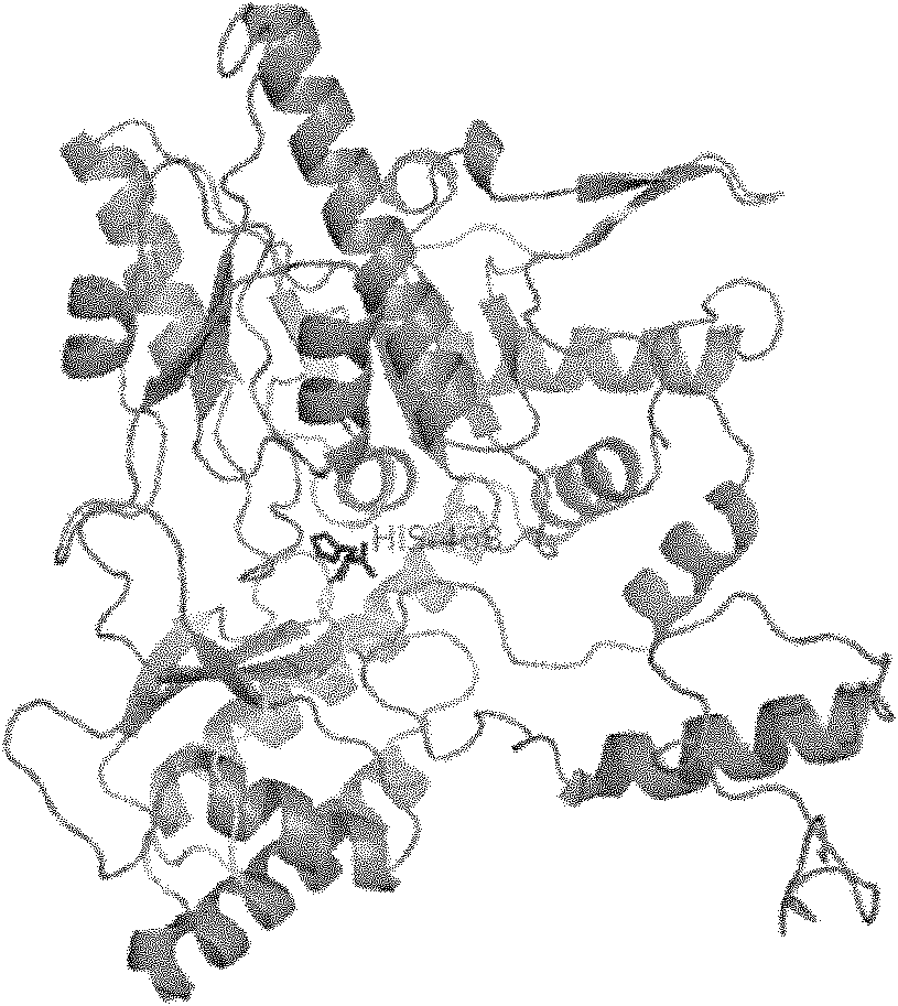 Variant gene of glutamate decarboxylase and purpose thereof