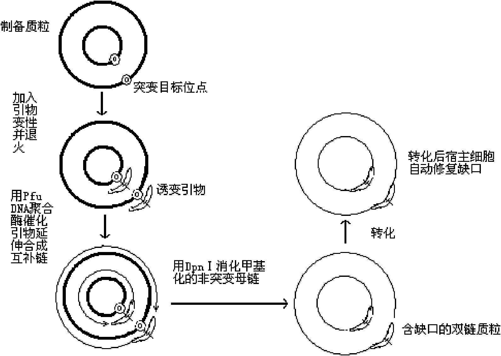 Variant gene of glutamate decarboxylase and purpose thereof