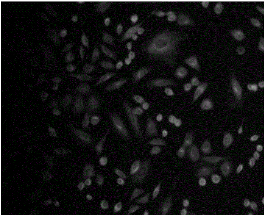 Preparation method and application of mercaptan fluorescence probe based on coumarin