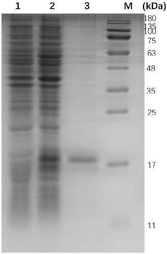 Antibacterial peptide as well as preparation thereof and application thereof in animal feed additive