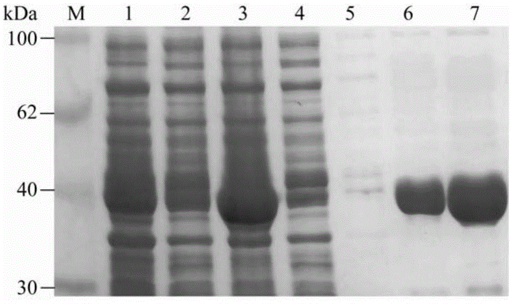 Related biological materials of fusion protein Nt4CL3aPcSTS and application of related biological materials