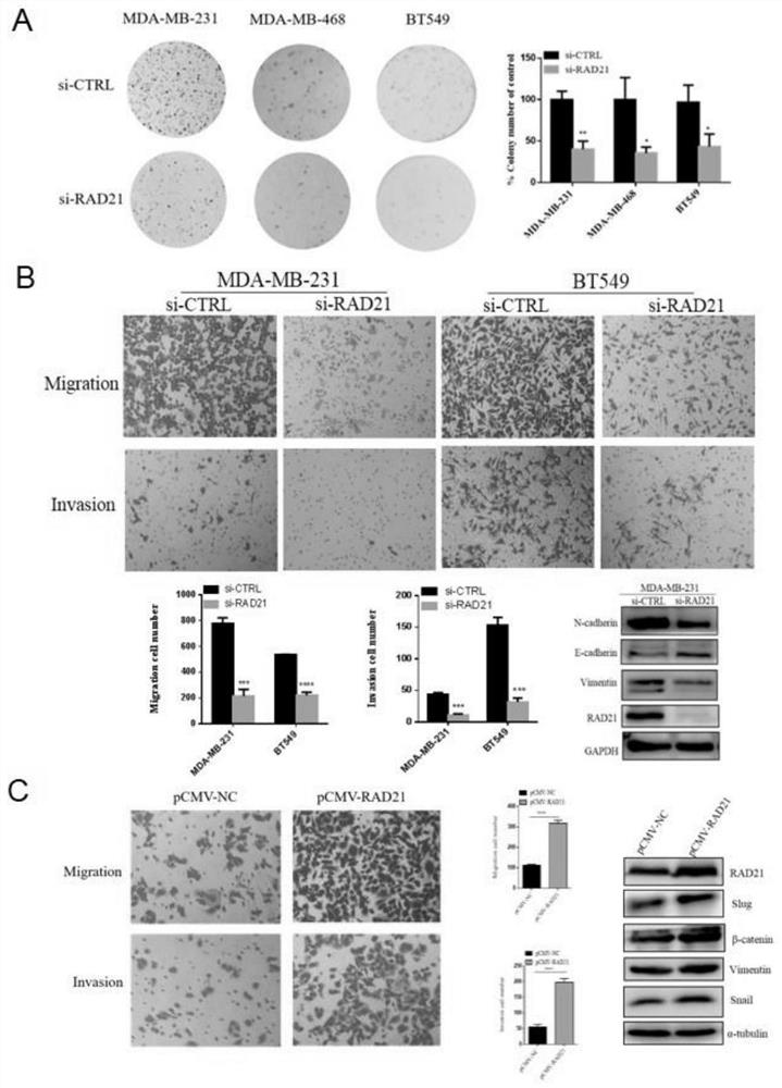 Marker for evaluating sensitivity and/or prognosis of triple negative breast cancer to neoadjuvant chemotherapy drugs and application of marker