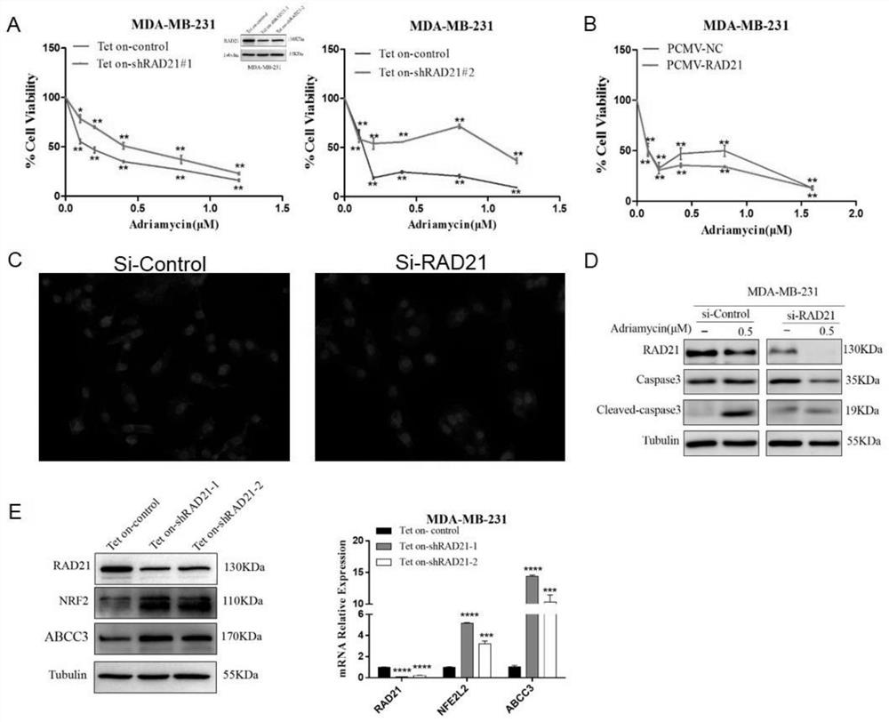 Marker for evaluating sensitivity and/or prognosis of triple negative breast cancer to neoadjuvant chemotherapy drugs and application of marker