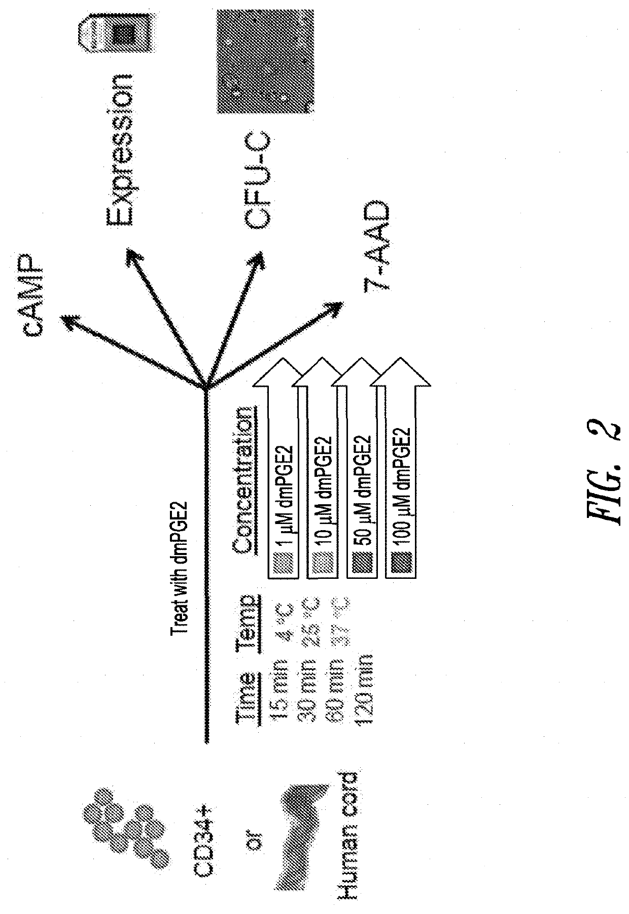 Hematopoietic stem and progenitor cell therapy