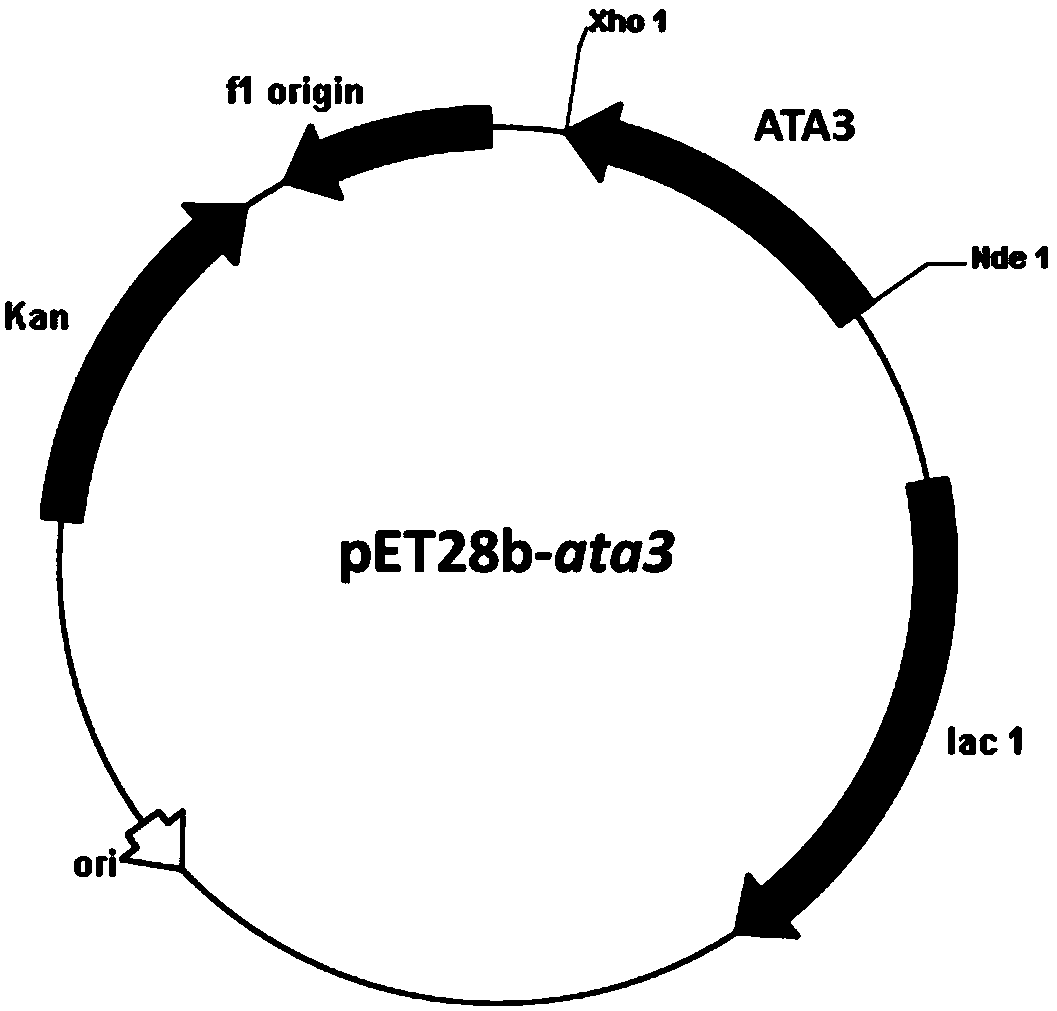 Transaminase, mutant and application thereof in production of L-glufosinate ammonium