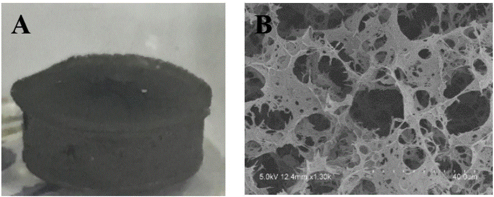 Photo-assisted microorganism fuel battery