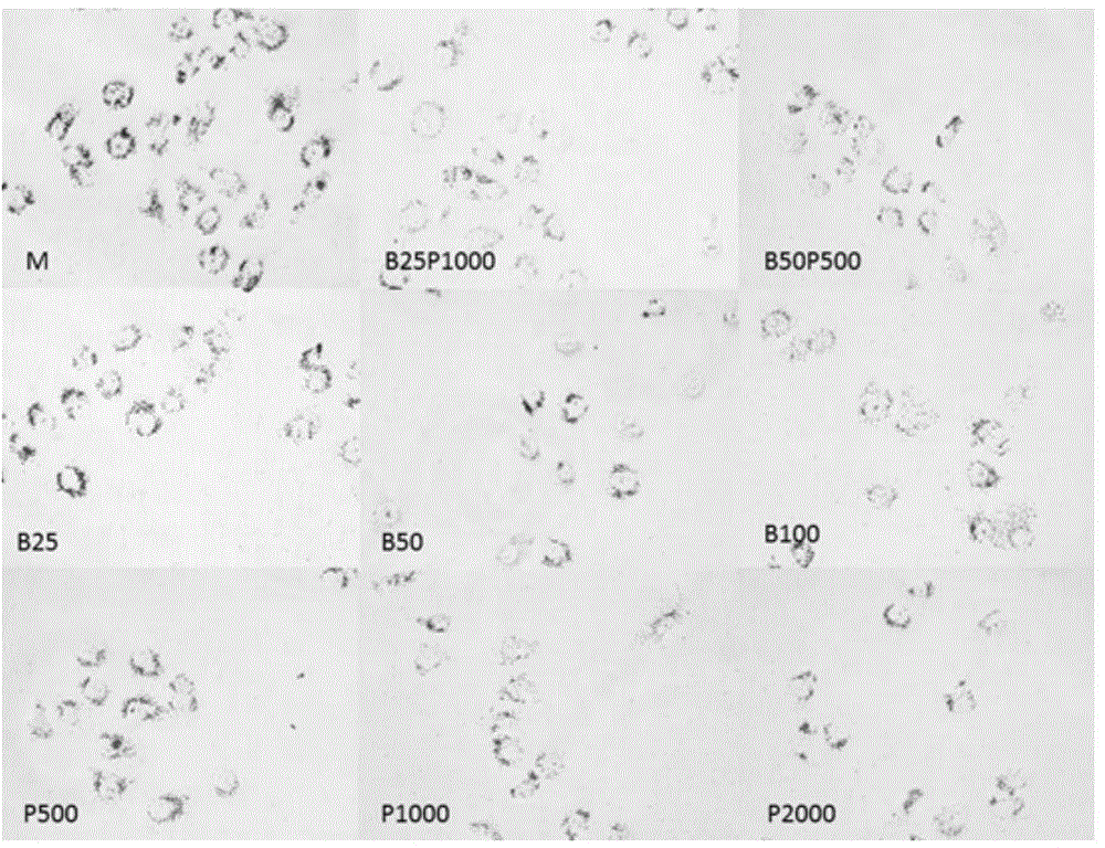 Medicine for preventing and treating non-alcoholic steatohepatitis and preparation method of medicine