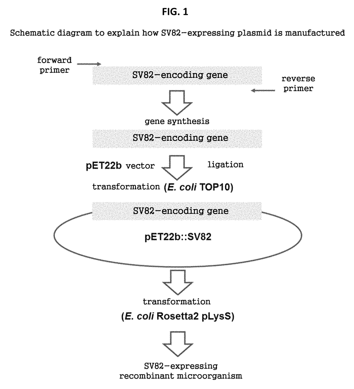 SV82 polypeptide, and cosmetic composition for reducing skin wrinkles and maintaining skin elasticity comprising SV82 polypeptide as active ingredient