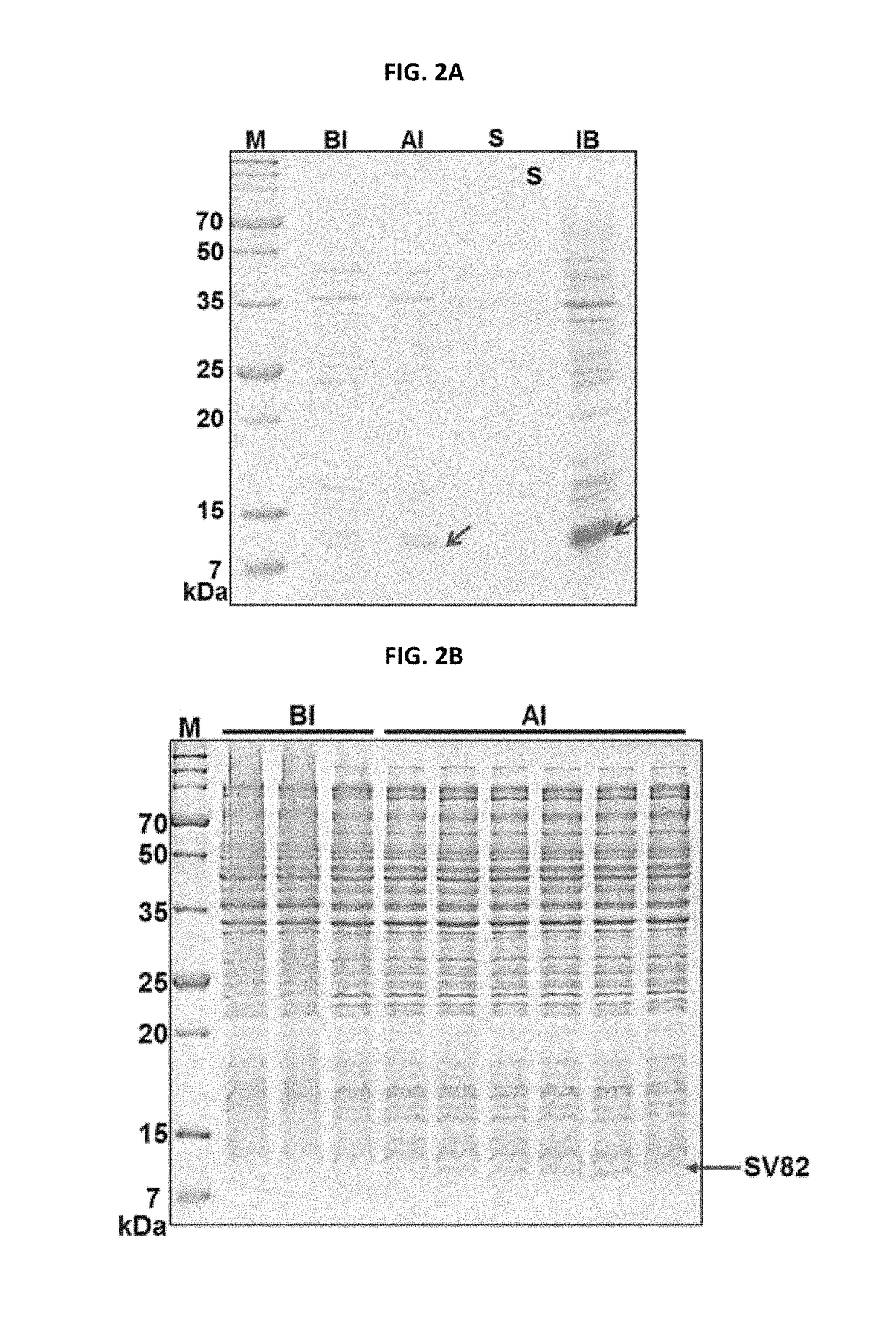 SV82 polypeptide, and cosmetic composition for reducing skin wrinkles and maintaining skin elasticity comprising SV82 polypeptide as active ingredient