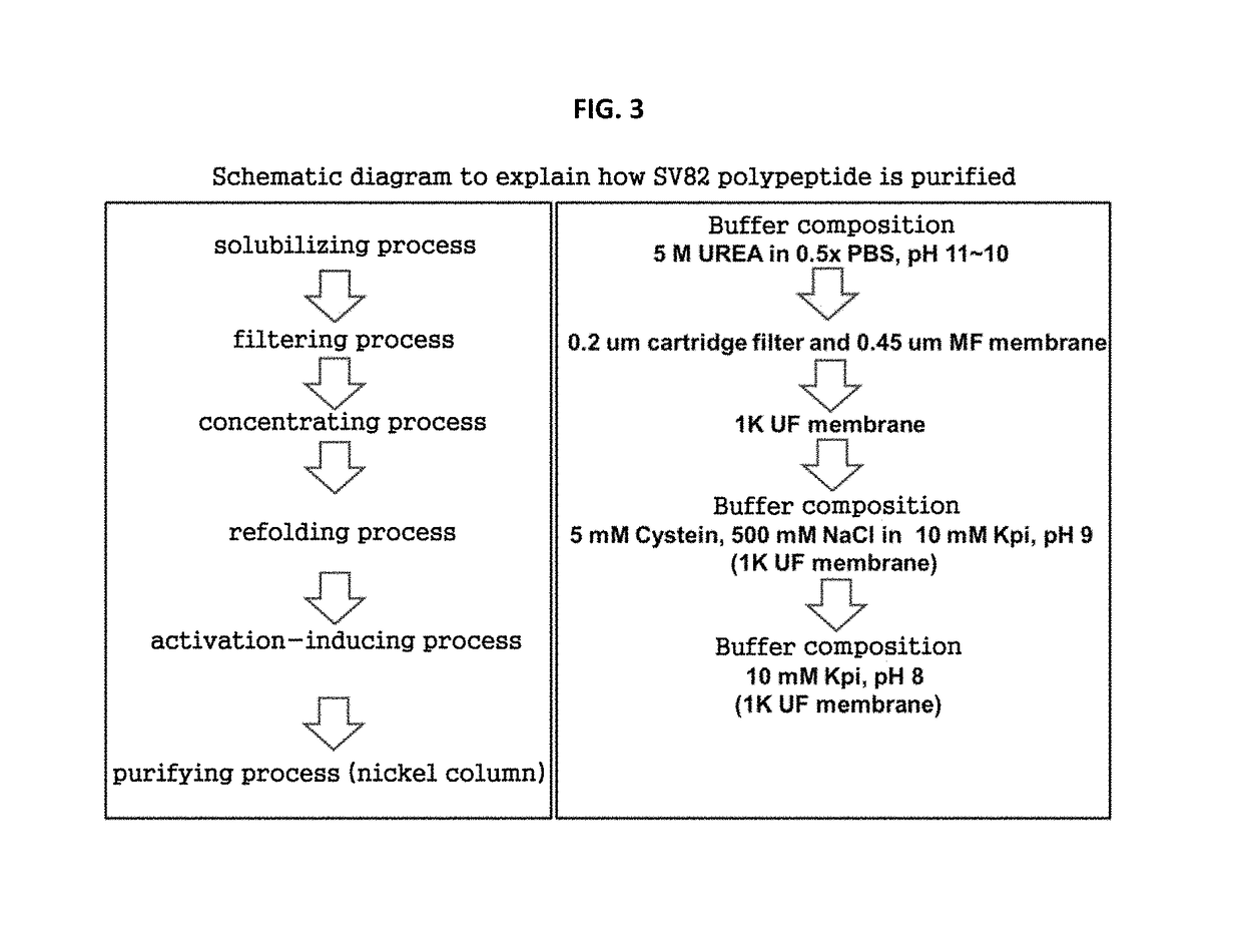 SV82 polypeptide, and cosmetic composition for reducing skin wrinkles and maintaining skin elasticity comprising SV82 polypeptide as active ingredient