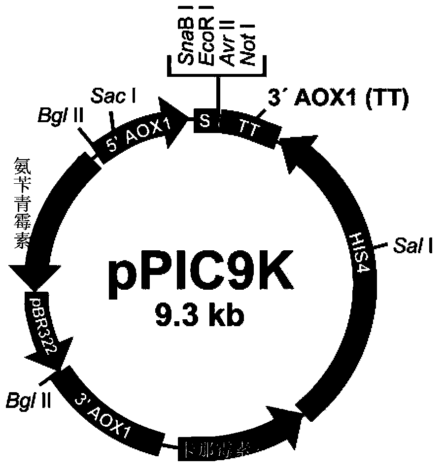 Gene mutation type recombined protease K and industrialized production method thereof