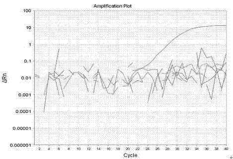 Primer probe, kit and method for accurate and quantitative detection of specific gene component of transgenic rice M12 line