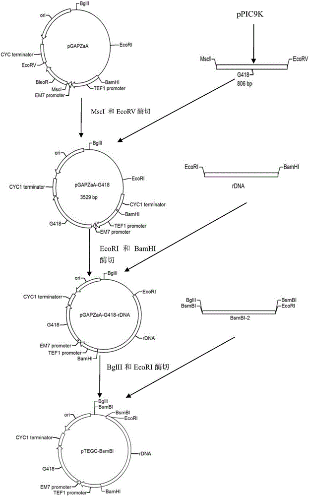 Recombinant saccharomyces cerevisiae utilizing starch and secreting antibacterial peptide