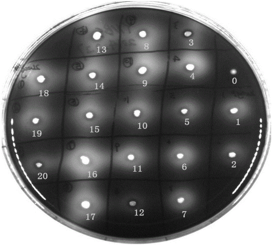 Recombinant saccharomyces cerevisiae utilizing starch and secreting antibacterial peptide