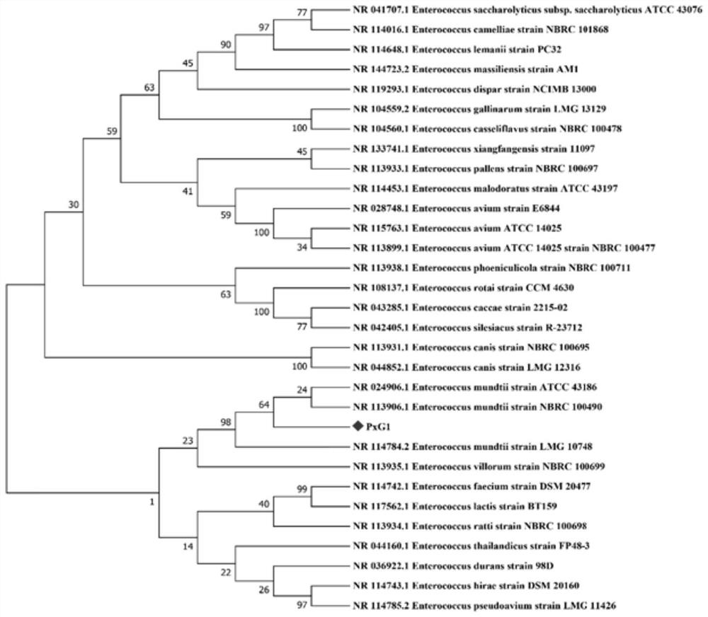 Plutella xylostella (L) Enterococcus mundtii PxG1 bacterial strain and application thereof