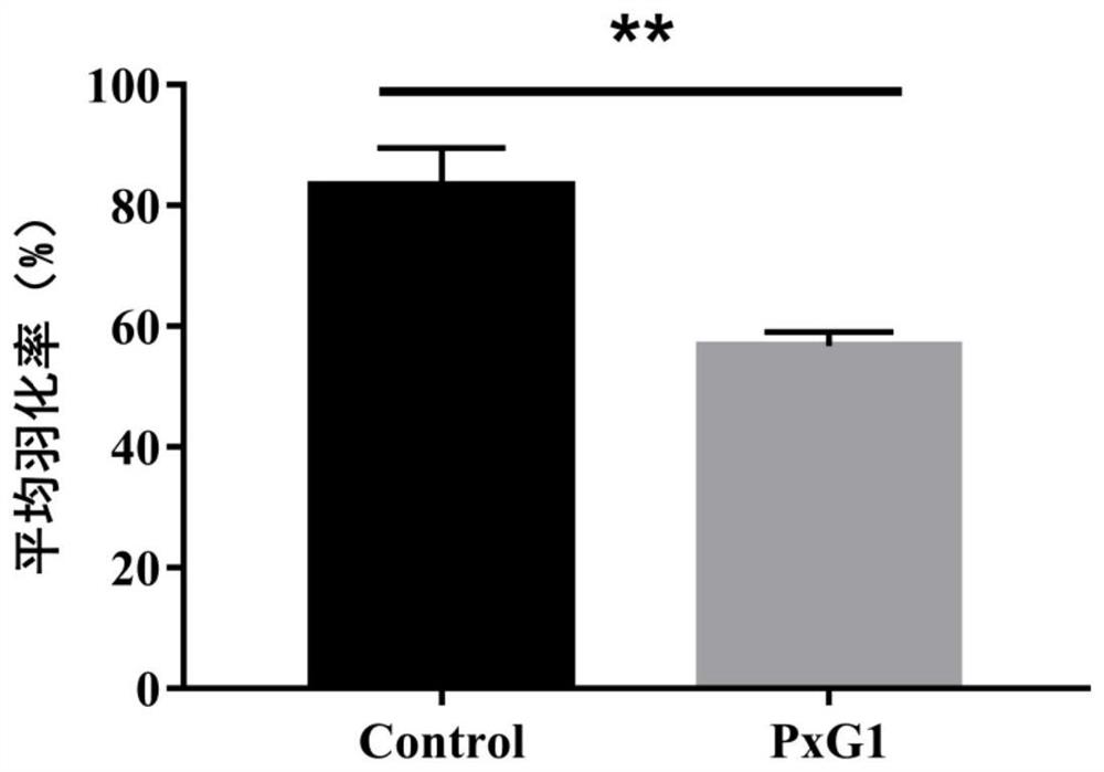 Plutella xylostella (L) Enterococcus mundtii PxG1 bacterial strain and application thereof