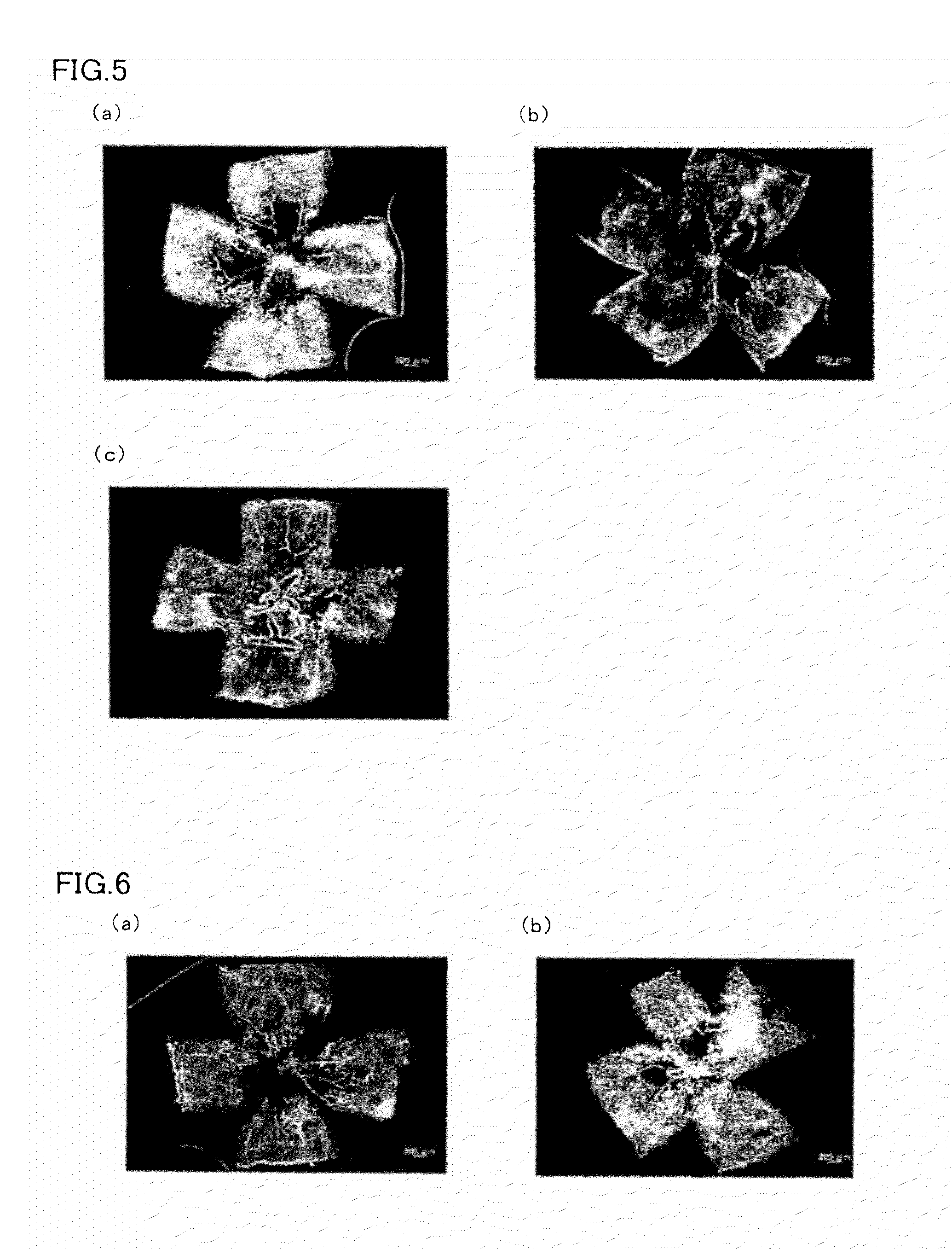 Angiogenesis regulating composition and method for regulating angiogenesis