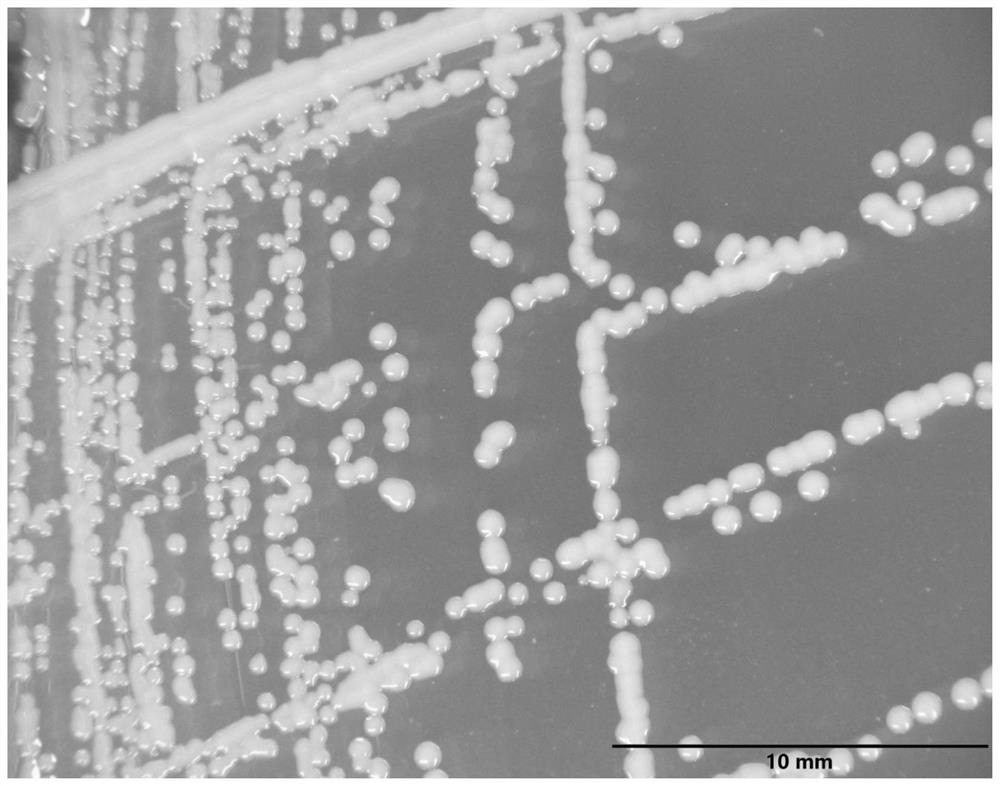 Two multi-drug-resistant animal pathogenic bacteria capable of forming biological membrane and application of two multi-drug-resistant animal pathogenic bacteria