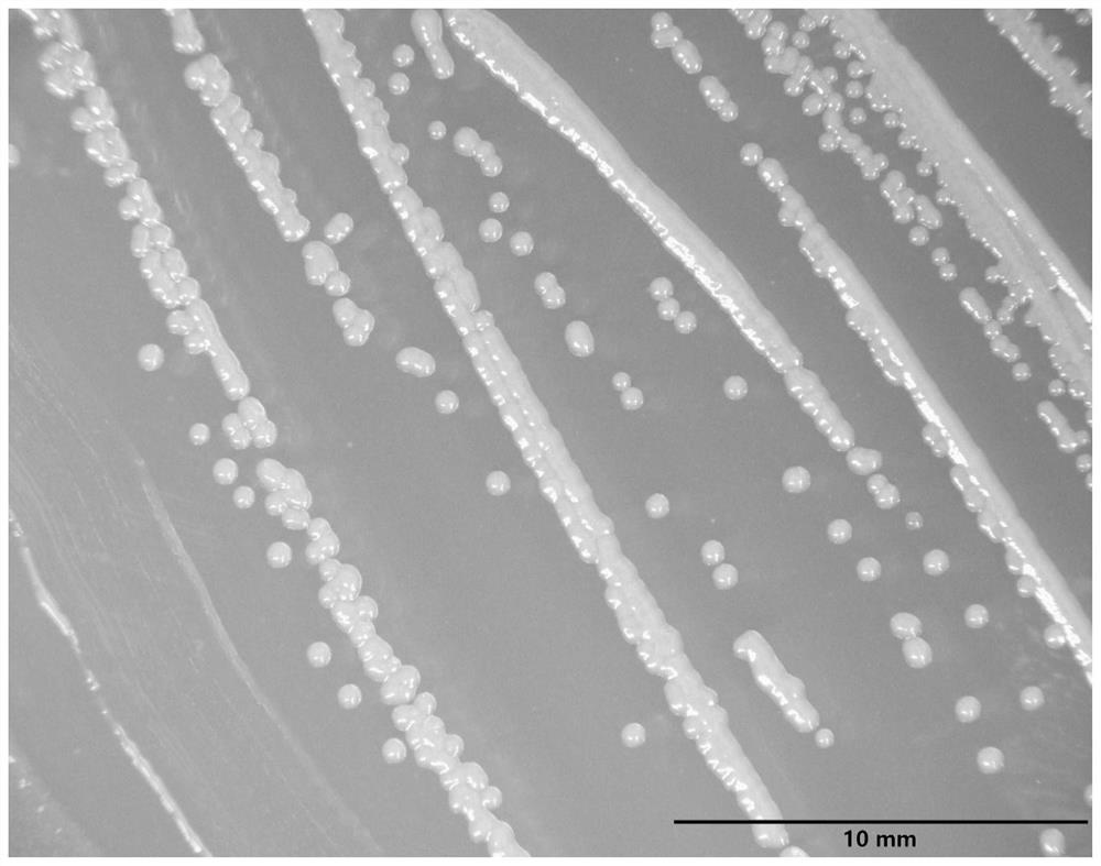 Two multi-drug-resistant animal pathogenic bacteria capable of forming biological membrane and application of two multi-drug-resistant animal pathogenic bacteria