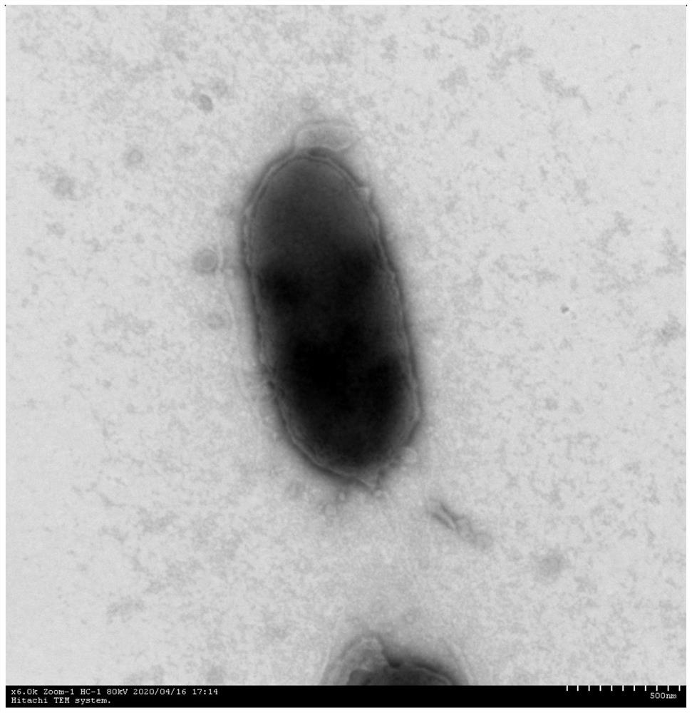 Two multi-drug-resistant animal pathogenic bacteria capable of forming biological membrane and application of two multi-drug-resistant animal pathogenic bacteria