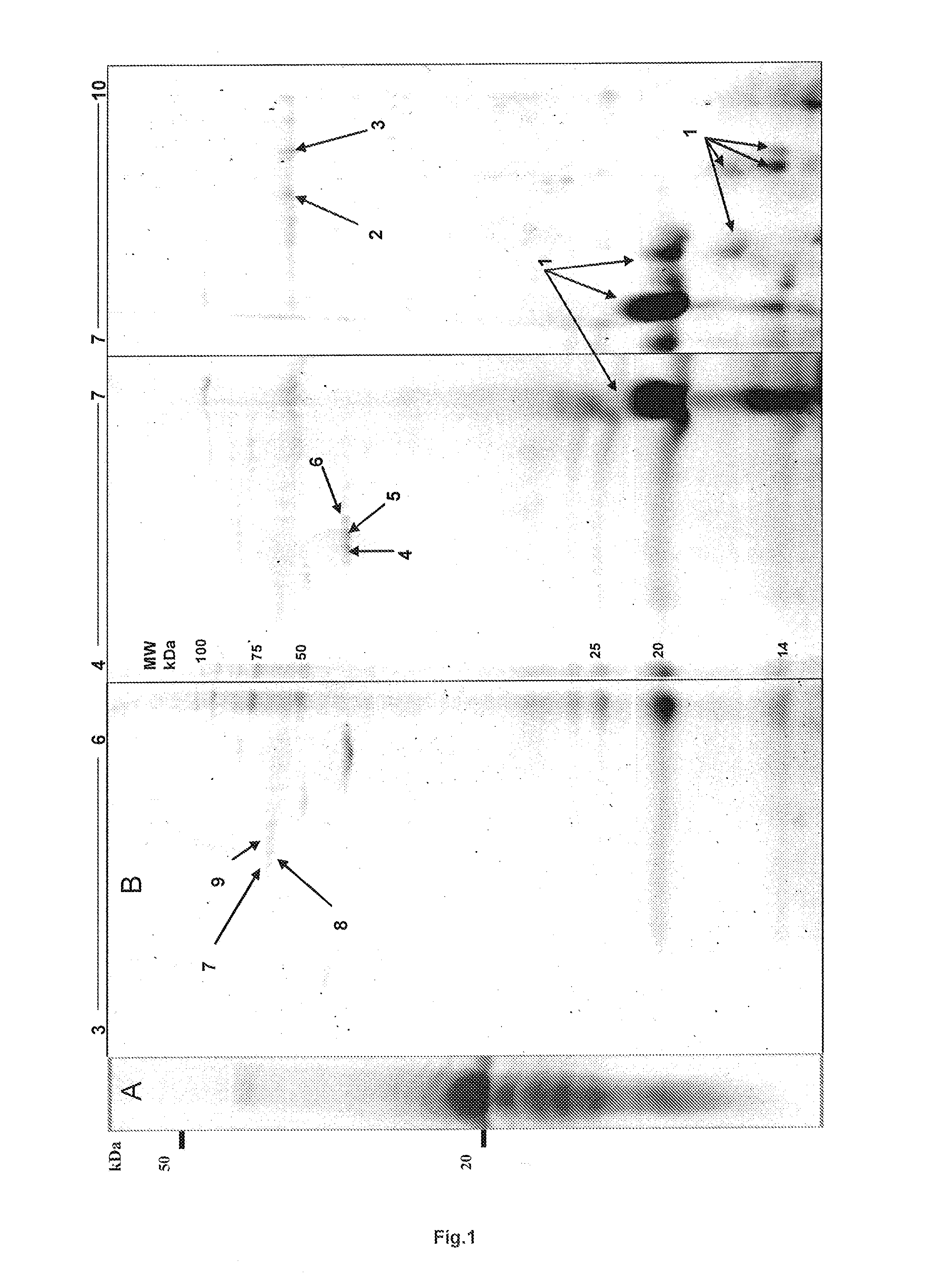 Purified EMD protein composition