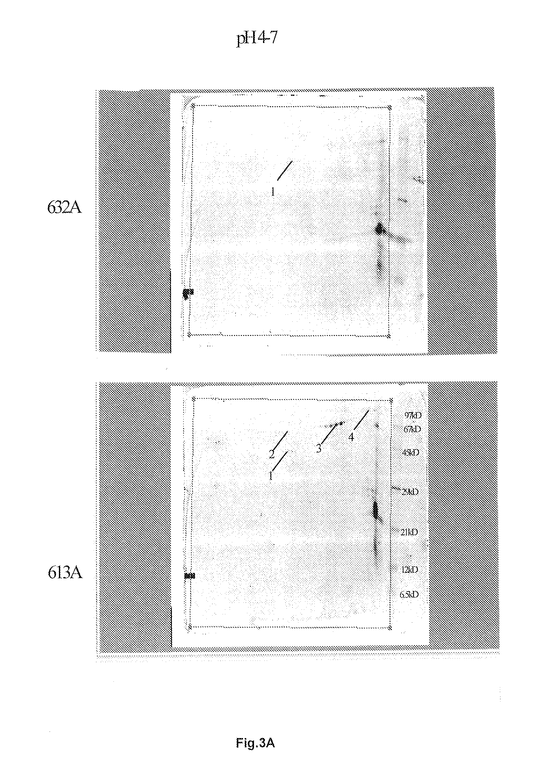 Purified EMD protein composition