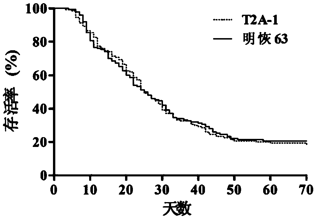 Evaluation method of safety of genetically modified insect resistant rice relative to predator hylyphantes graminicola