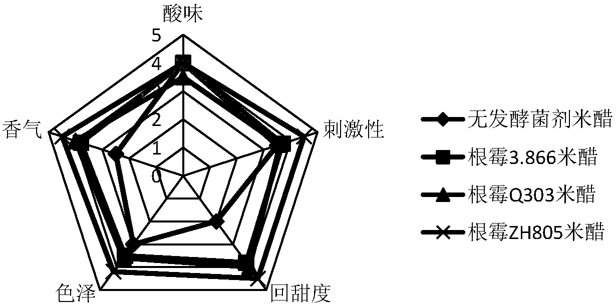 A rhizopus zh805 and its application