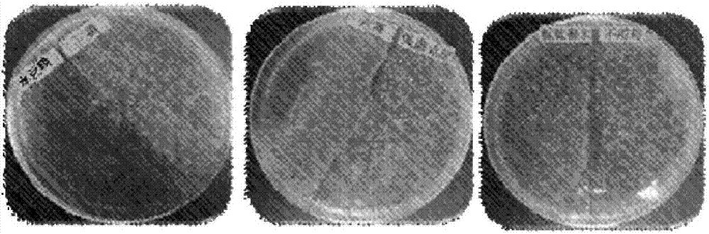 Traditional Chinese medicine compound for preventing and controlling vibriosis, as well as preparation method and application thereof