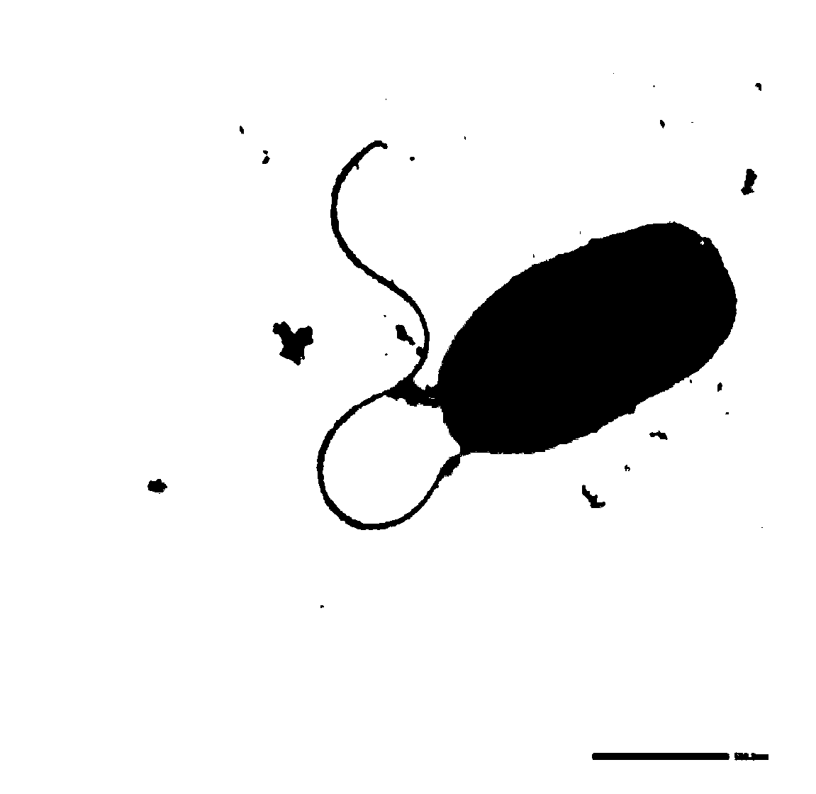 Devosia sp and application thereof in degrading vomitoxin