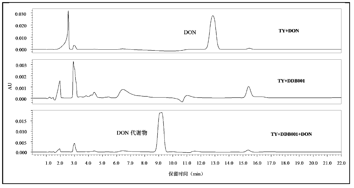 Devosia sp and application thereof in degrading vomitoxin