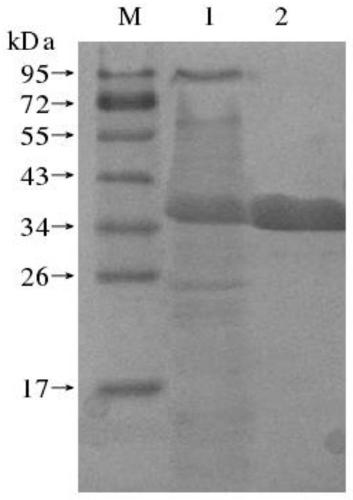 Tilapia streptococcus agalactiae vaccine and preparation method thereof