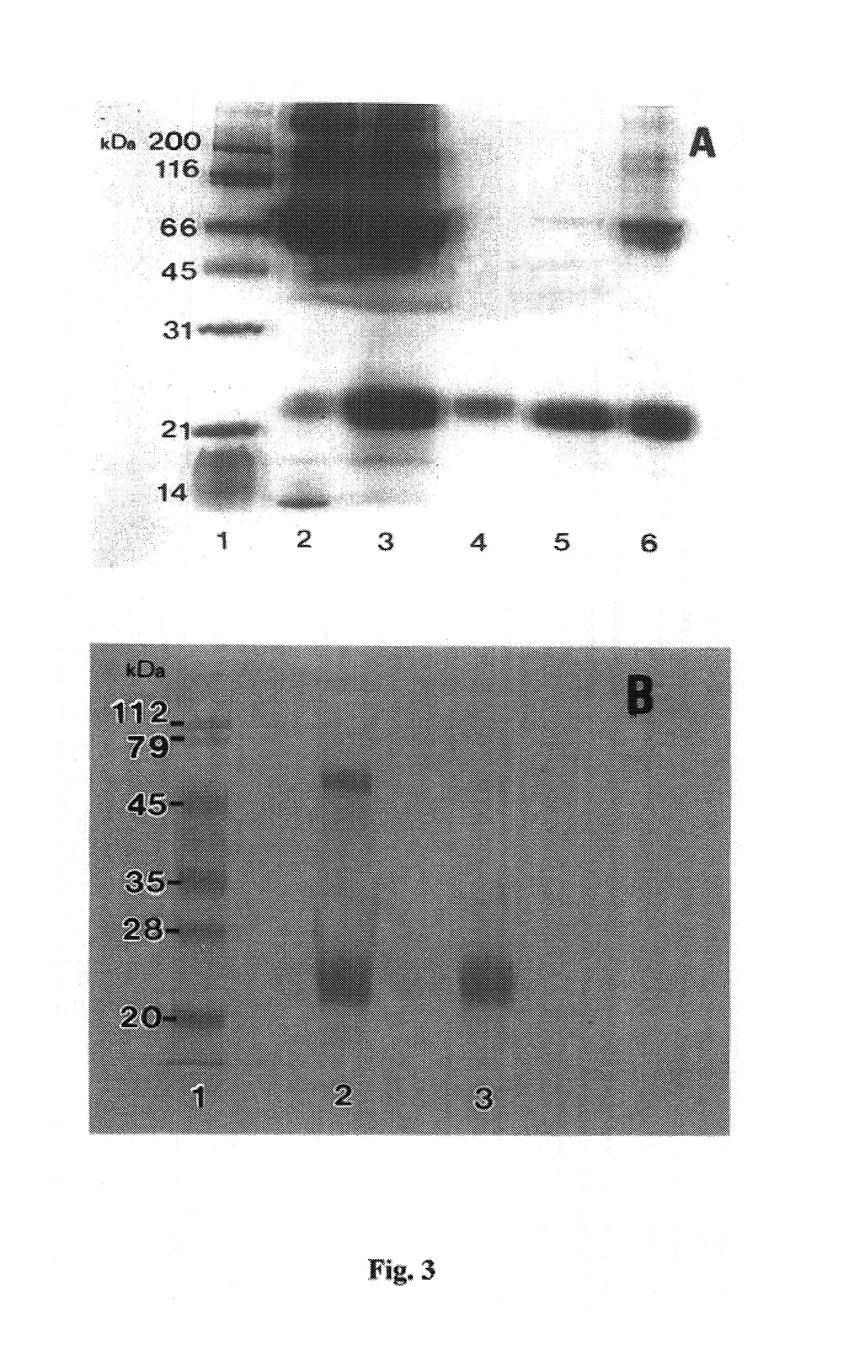 Therapeutic and prophylactic agents and methods of using same