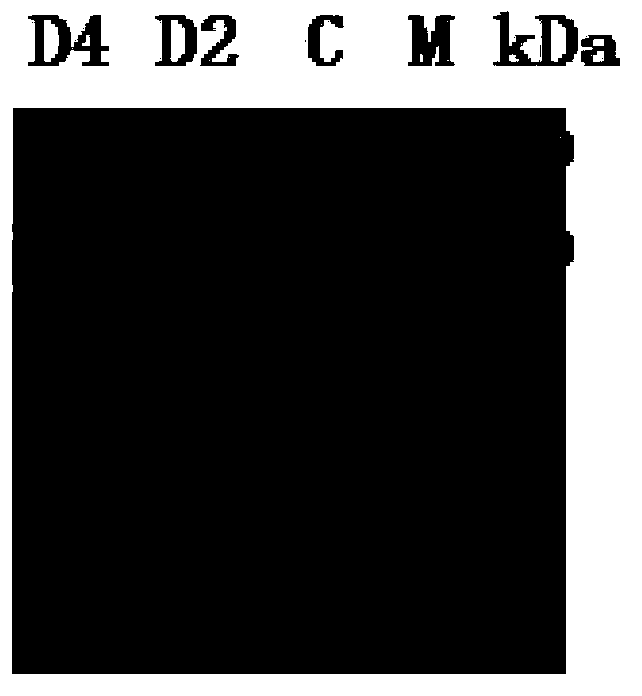 Mutated cephalosporin C acylase