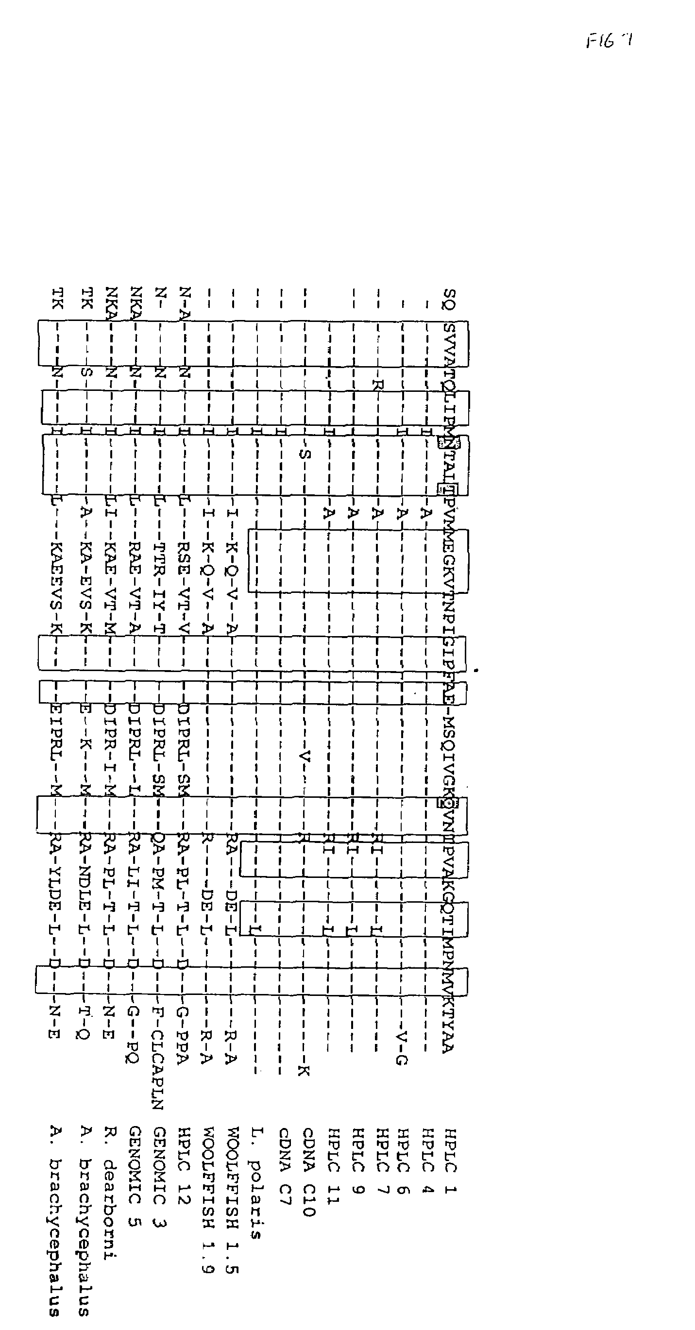 Recombinant peptide