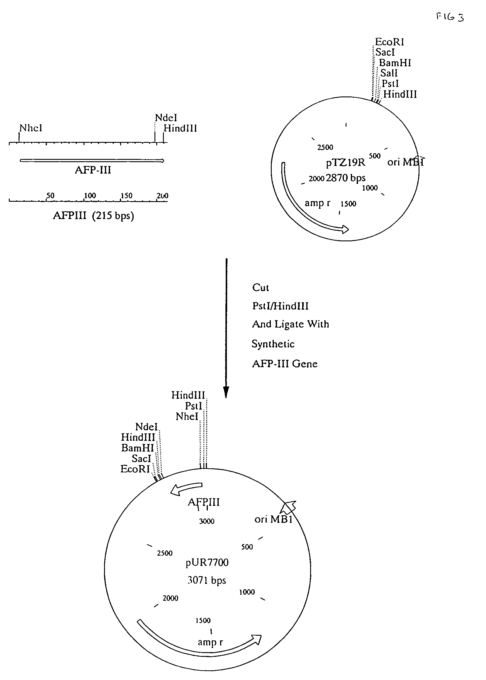 Recombinant peptide