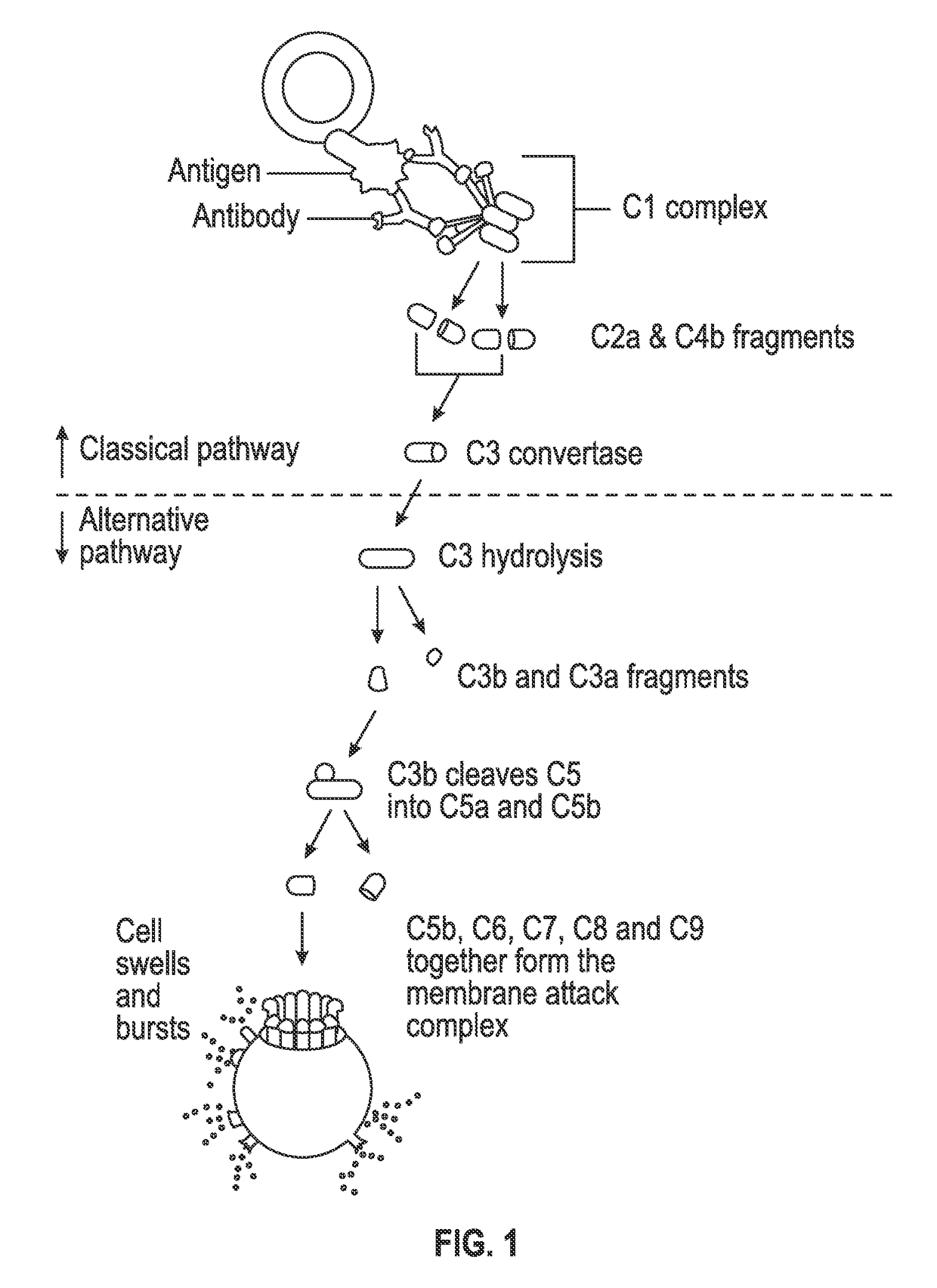 Compositions and methods for the treatment of hepatic diseases and disorders